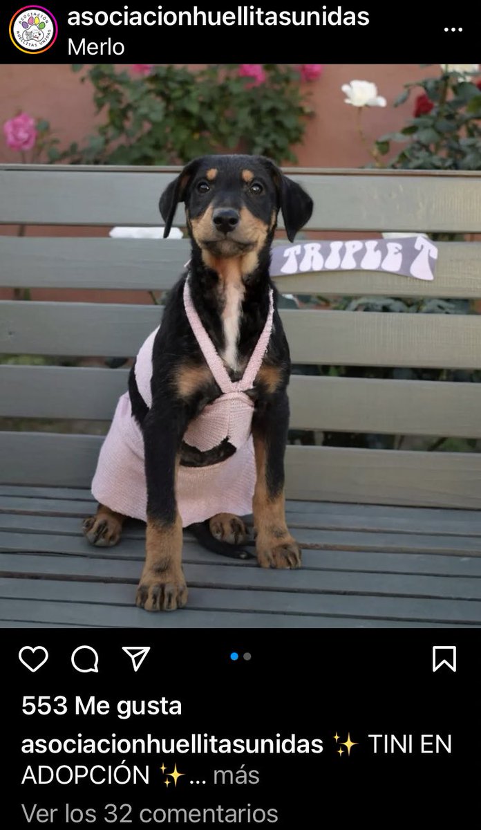 Somewhereor's tweet photo. Disfrazaron a las perritas para que las adopten 😍😍😍😍😍😍🥹🥹🥹🥹 https://t.co/Ggojj6W4CE