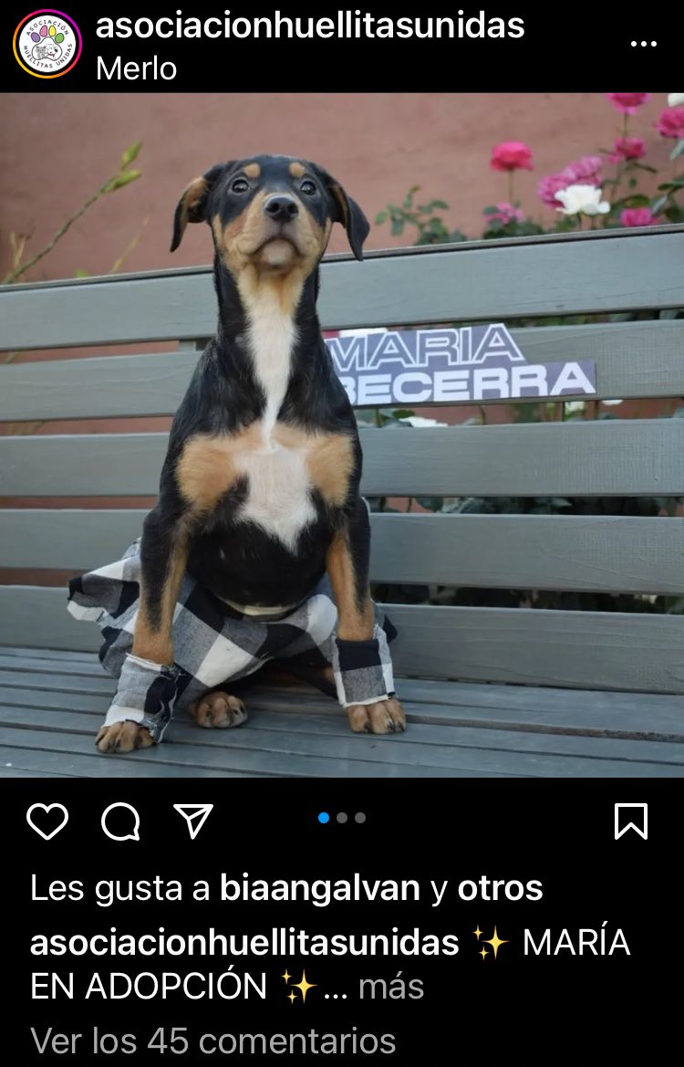 Somewhereor's tweet photo. Disfrazaron a las perritas para que las adopten 😍😍😍😍😍😍🥹🥹🥹🥹 https://t.co/Ggojj6W4CE