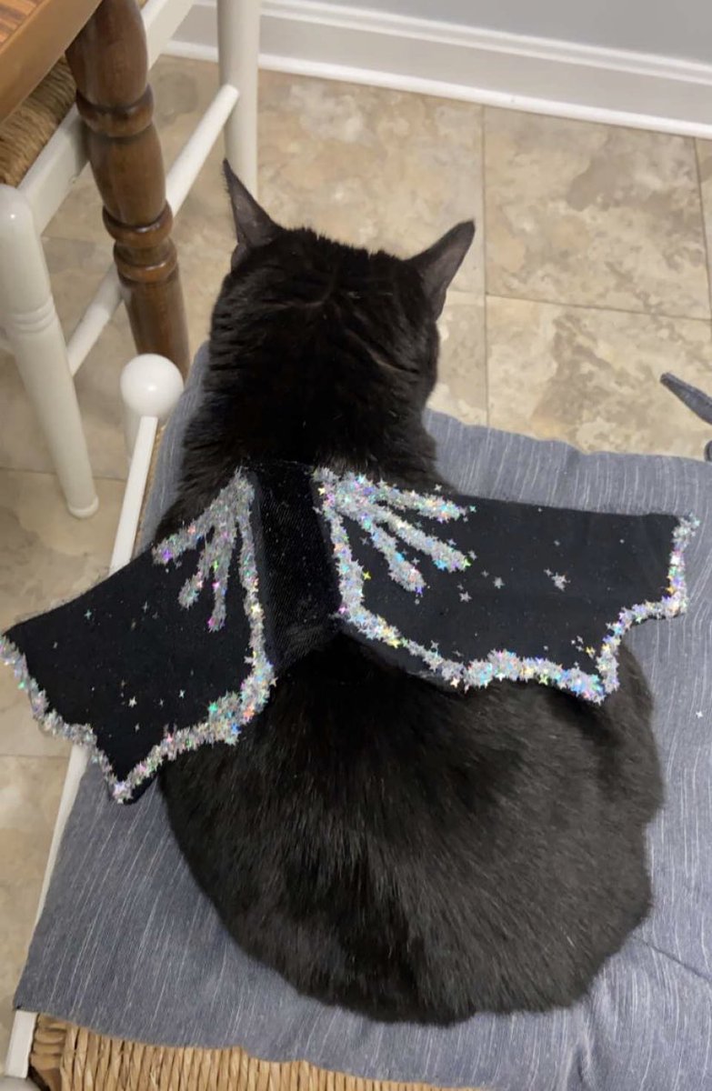 *spörkle* u not ready 4 mimi’s new lewk #sparkle #twittercats #catsoftwitter #halloween #costume #blackcat #housepanther #themeemster #