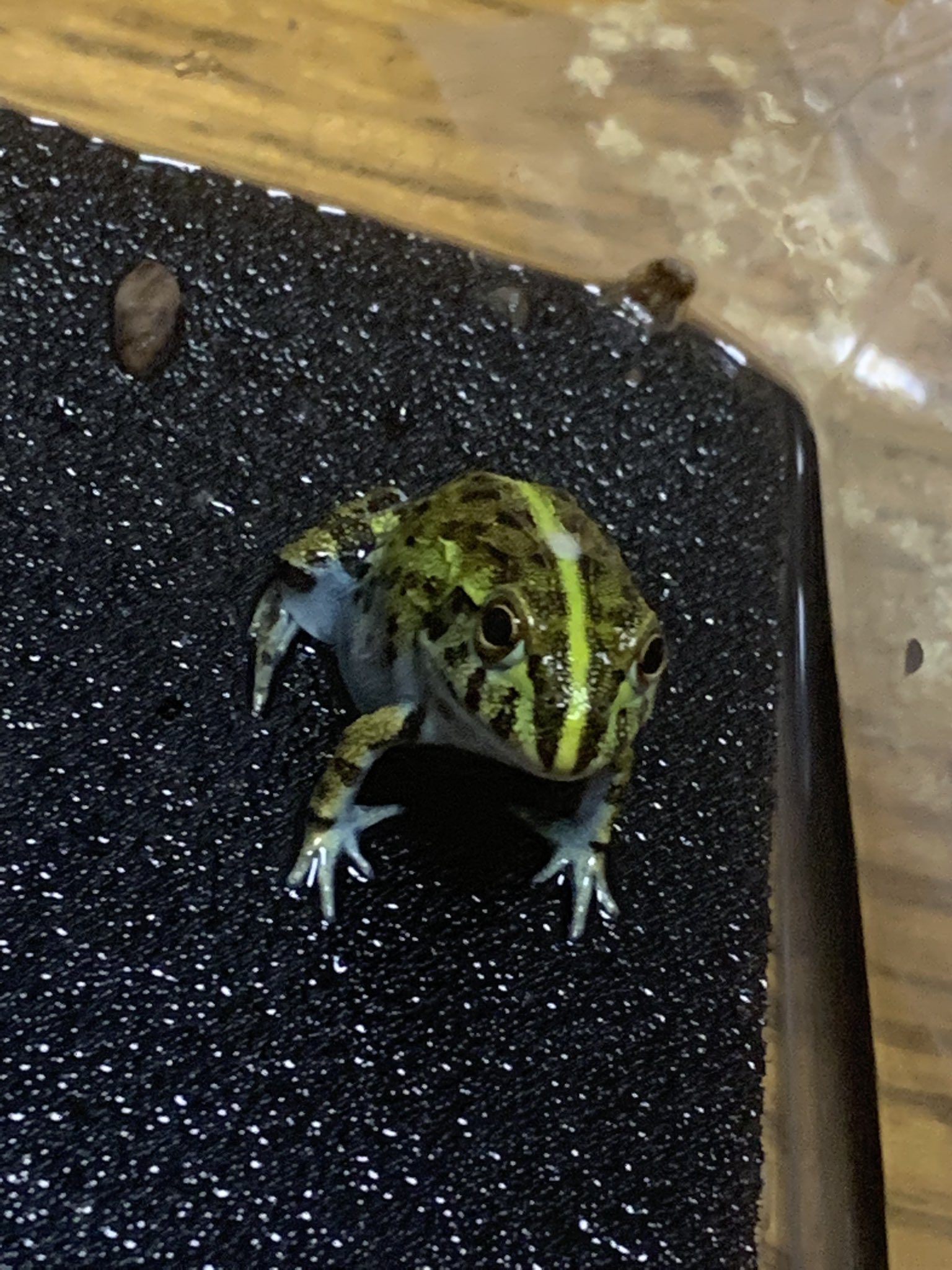 ウシガエル Twitter Search Twitter