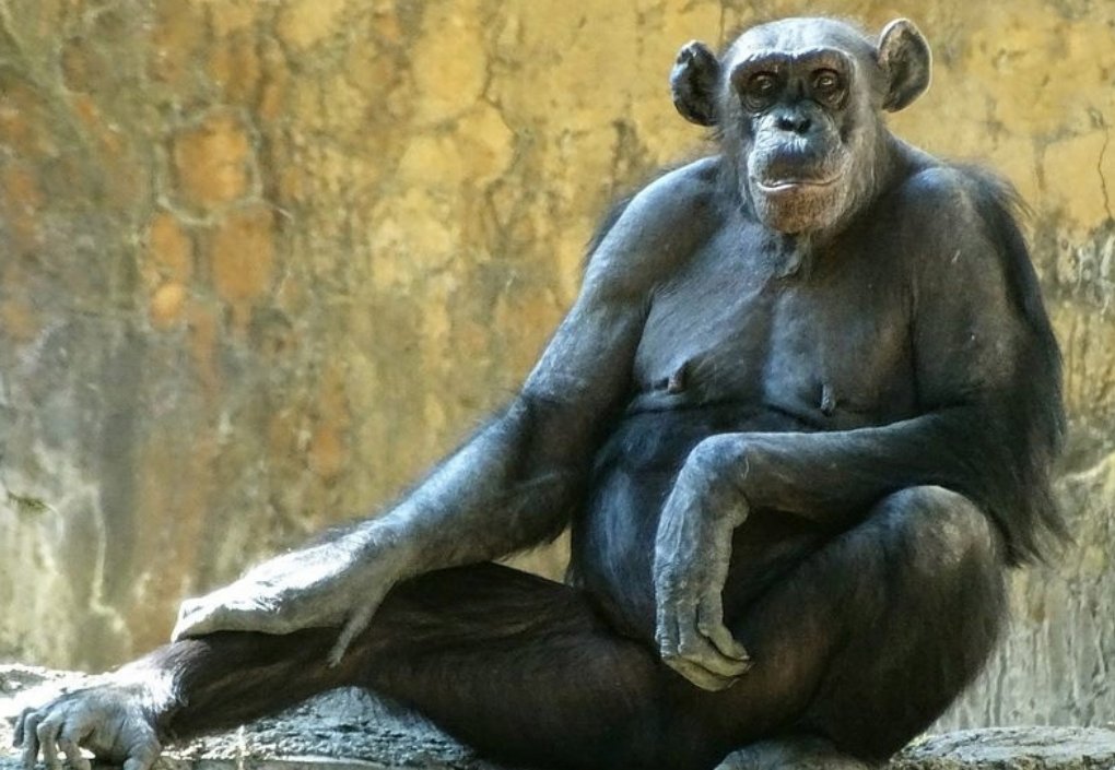 ⚡Мэр Москвы потребовал немедленно вернуть в столичный зоопарк самца шимпанзе, ошибочно мобилизованного Пресненским военкоматом во время облавы