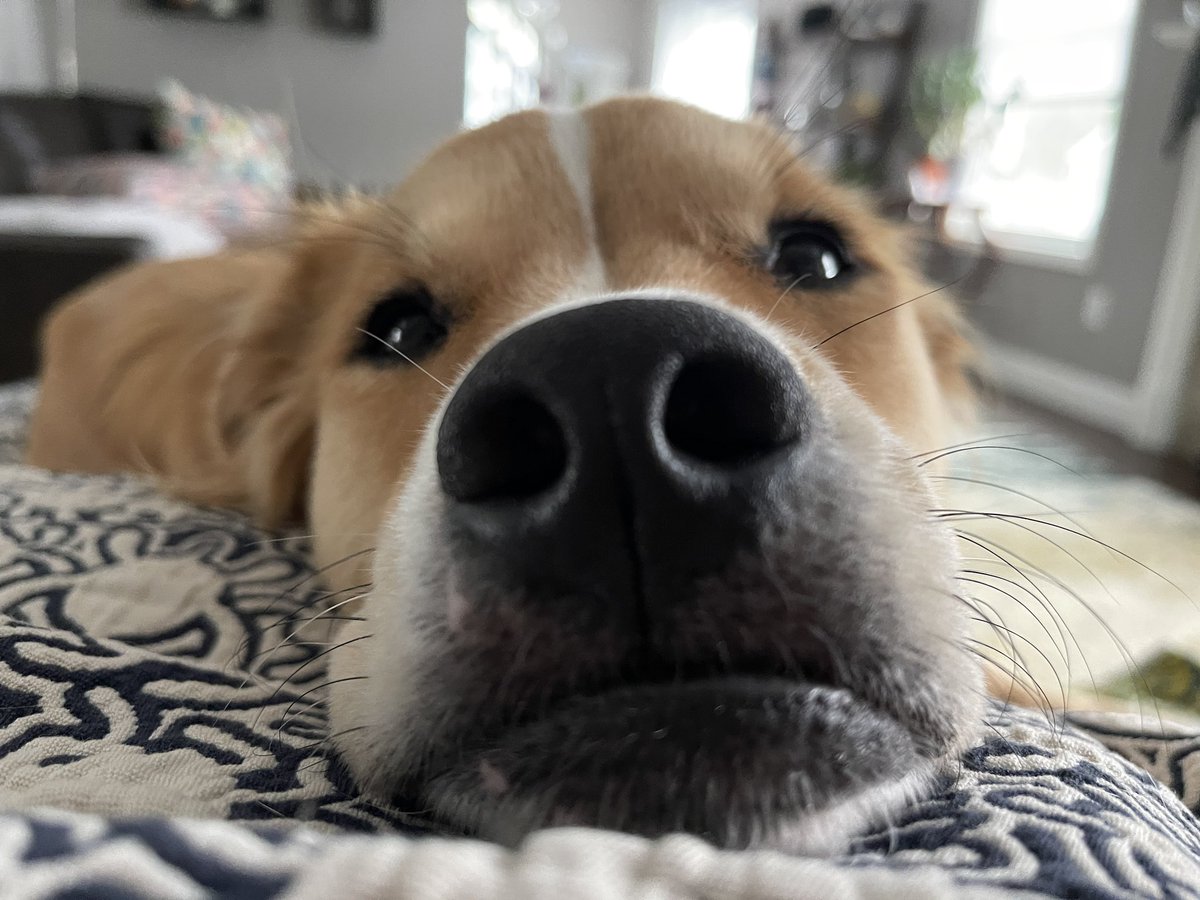 Laxidaisy tweet media