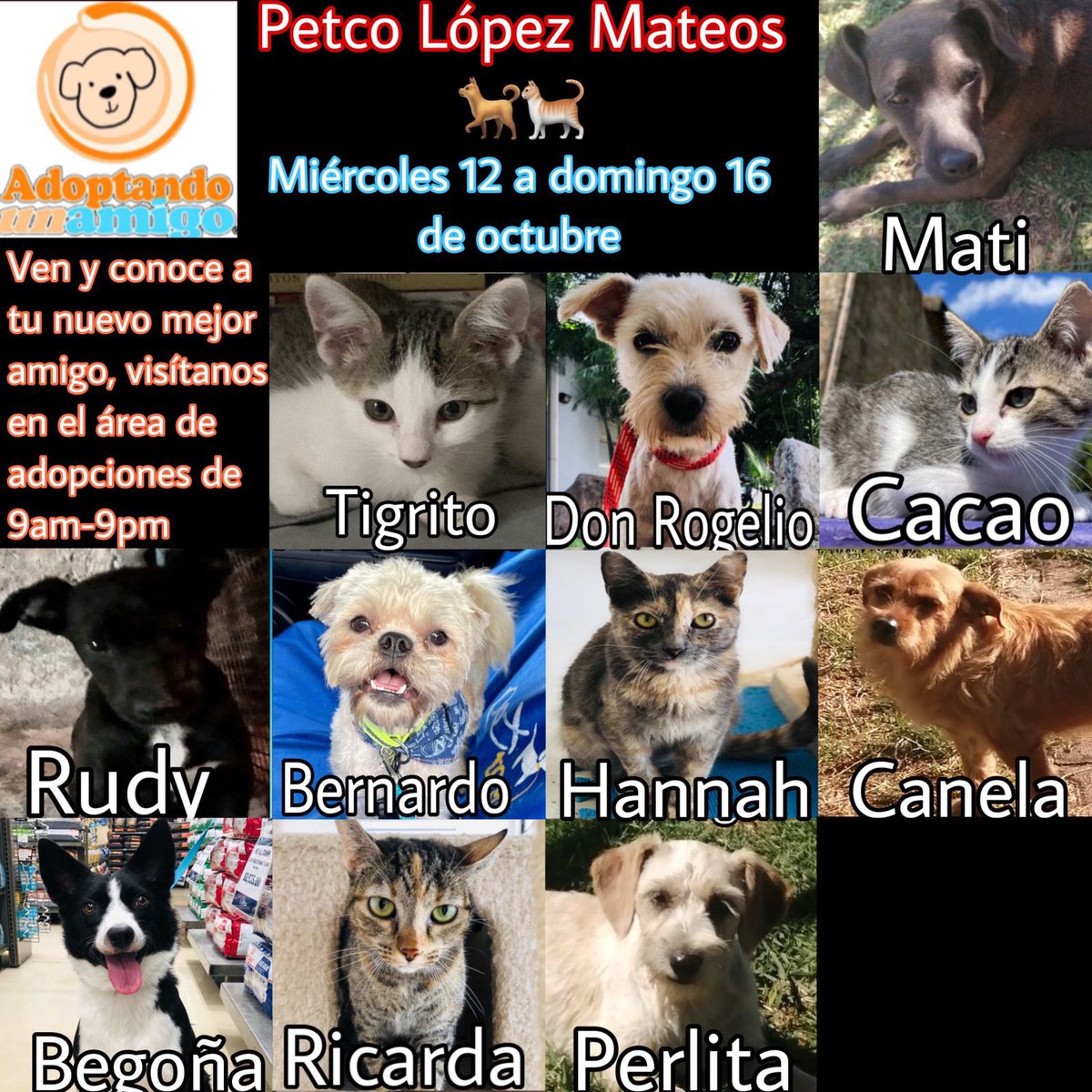Adoptando un amigo tweet media