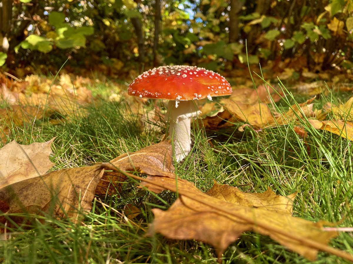Der Herbst kommt nun mit aller Macht.
Hier im Bayerischen Wald ergeben sich recht reizvolle Motive. Meine Empfehlung ein Ausflug am Wochenende.