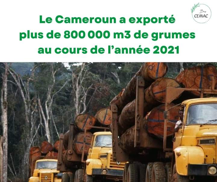 SEGEF Cameroun tweet media