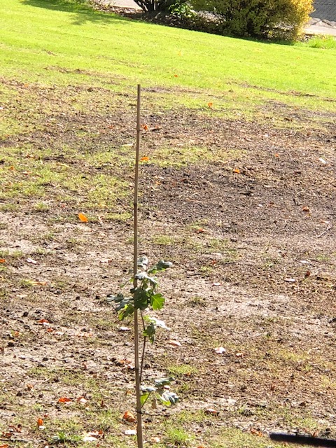 PBVMengland's tweet photo. Responding to Mother Earth: planting a sapling in the autumn sunshine as a symbol of hope:
https://t.co/euVaMwDtVK
#creation #hope #LaudatoSi #nanonagle #presentationsisters https://t.co/dVzN6XMUS0
