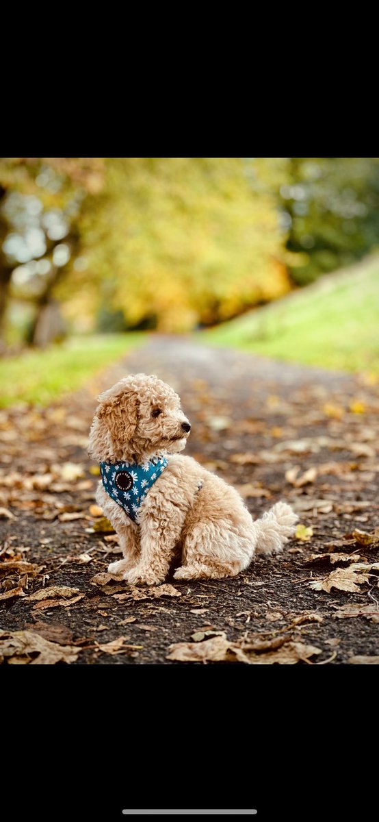 kirsty andrews (@kirstaydoll) on Twitter photo 