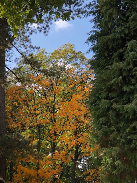PBVMengland's tweet photo. Responding to Mother Earth: planting a sapling in the autumn sunshine as a symbol of hope:
https://t.co/euVaMwDtVK
#creation #hope #LaudatoSi #nanonagle #presentationsisters https://t.co/dVzN6XMUS0