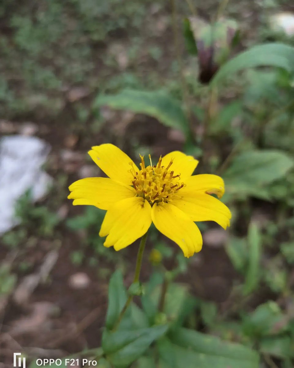 RPhotography33's tweet photo. Shot on @oppo 
#ShotonOPPO #mobilephotography #flowerphotography https://t.co/dQmwxPGFJf