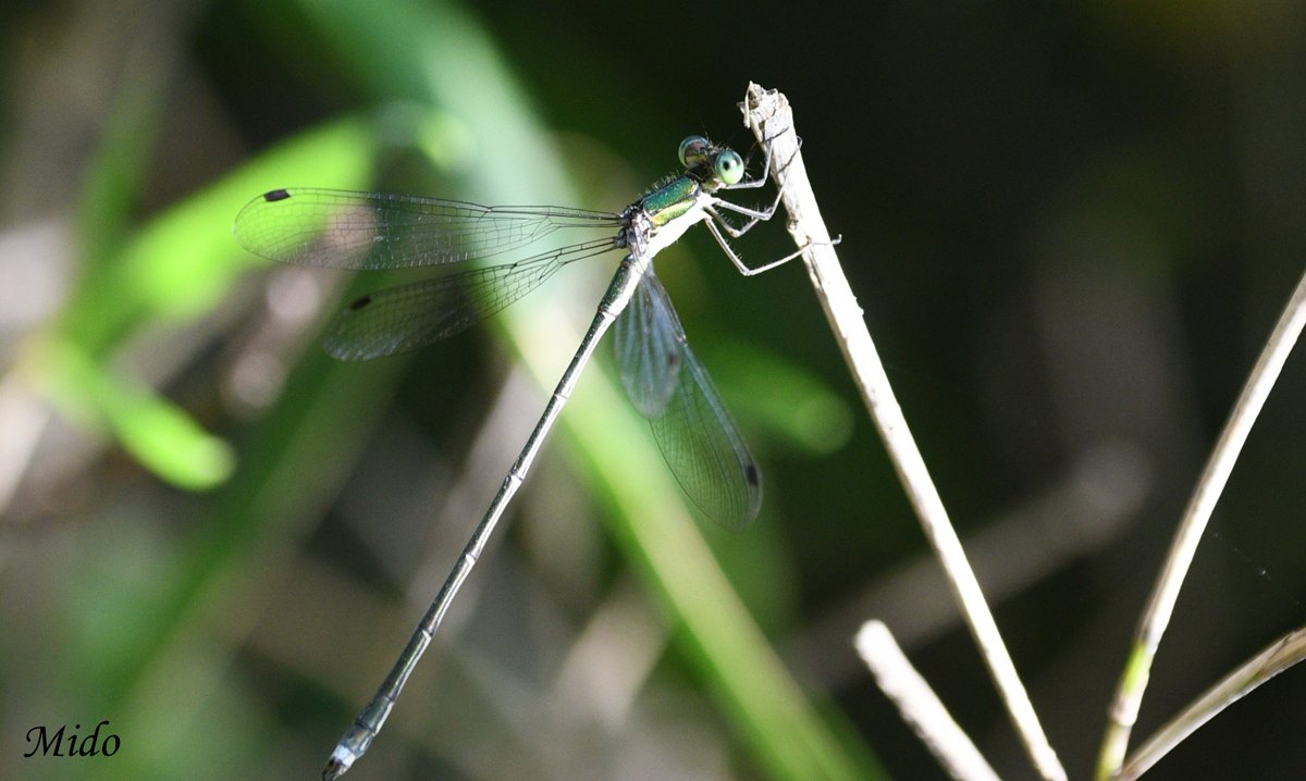 #dragonflies #damselflies #dragonflyphotography #wildlife #wildlifephotography #Tokyo #Japan