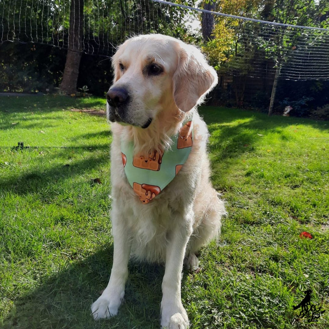 ASchulzeMakuch's tweet photo. Raise your hand—er, paw if you’re a waffle lover.
 
Indy doesn’t just love waffles. He’s obsessed with waffles! And guess what? The super talented Rina M. Steen made him a waffle bandana!
 
Check out Rina’s store here: https://t.co/OIOaRvub4r

@rinamsteen #WritingCommunity #dog https://t.co/hbzVYR1vgD