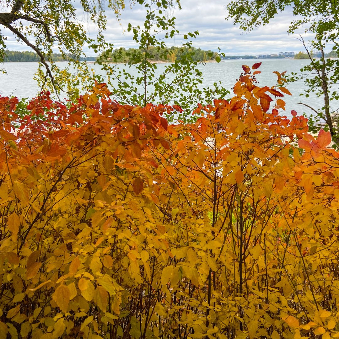 HelFreebike's tweet photo. Freebike toivottaa aktiivista syyslomaviikkoa! 🍂🍁

Sähköpyörän vuokraus on super helppoa. Paina jarrukahvasta, maksa kätevästi lähimaksulla ja aja. Hinta vain 0,15 € / minuutti. Ei aloitusmaksua. 🚲⚡️

#helsinkifreebike https://t.co/7xJ7qNm9sV