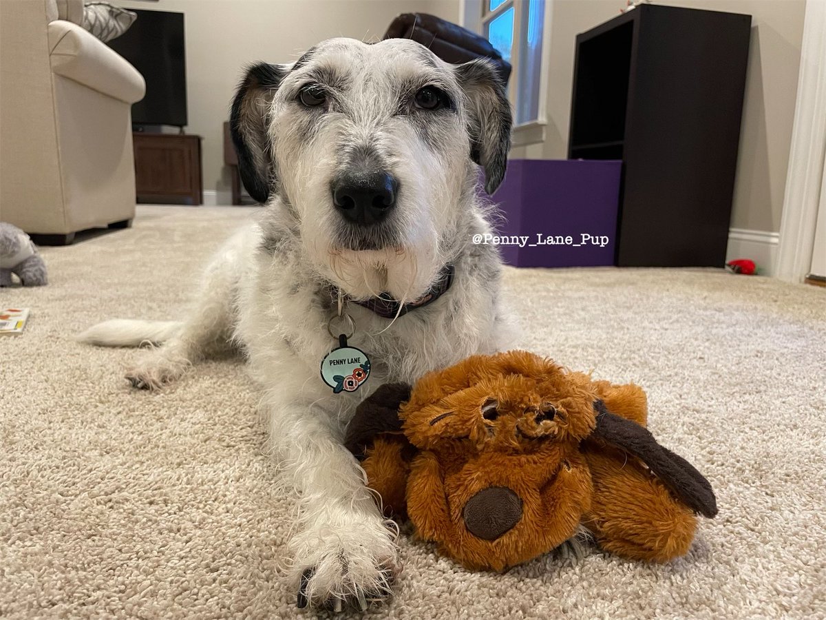 Penny_Lane_Pup's tweet photo. Show me your favorite stuffed fren!

Dis is Buddy, he’s been thru a lot… like A  LOT! 😅😬😂 
#dogsoftwitter #pennylane #StuffedFrenFriday https://t.co/LJIlLQrcmh
