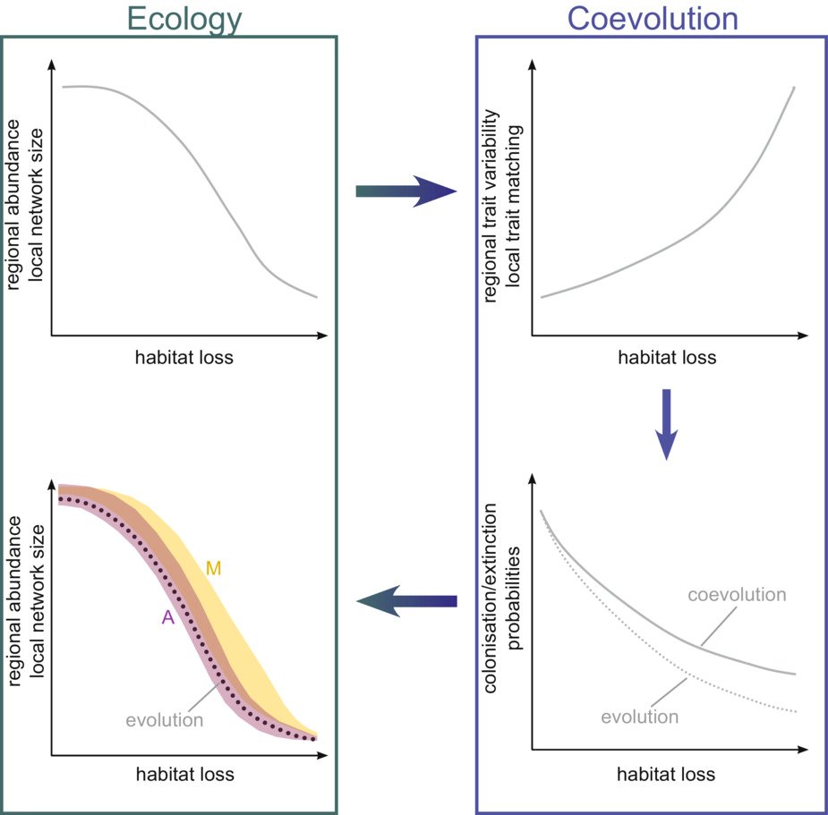 Ecology_Letters's tweet photo. Effects of habitat destruction on coevolving metacommunities https://t.co/hkN31Lg4U4 https://t.co/VWAgKKernp