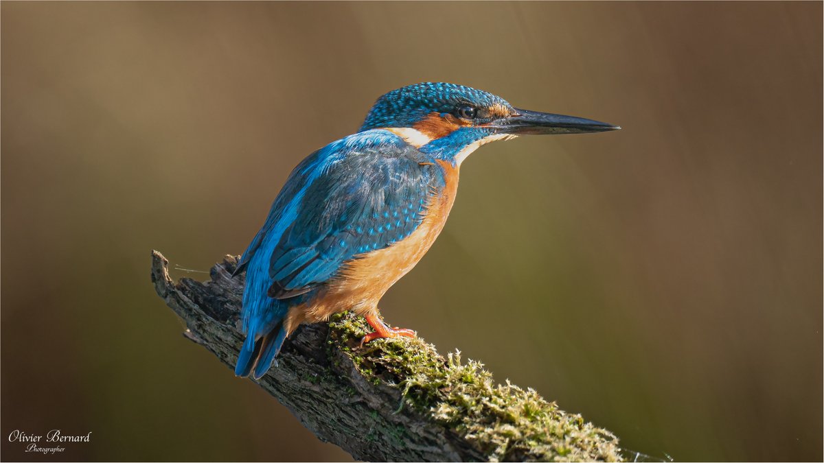 Kingfisher
<a href="/barrabest/">Barra Best</a> <a href="/WeatherCee/">Cecilia Daly</a> <a href="/angie_weather/">angie phillips</a> <a href="/BelfastHourNI/">#BelfastHour</a> <a href="/UlsterWildlife/">Ulster Wildlife</a> <a href="/NatureMattersNI/">Nature Matters NI 🌍</a> <a href="/RSPBNI/">RSPB NI</a> <a href="/DiscoverNI/">Northern Ireland</a> <a href="/CopelandBirdObs/">Copeland Bird Obs.</a> <a href="/carolinenolan99/">Caroline Nolan</a> #BelfastHour <a href="/Irishwildlife/">Irish Wildlife Trust</a> <a href="/NatureUK/">NatureUK</a> <a href="/britwildlife/">British Wildlife Mag</a> <a href="/BWCtweets/">British Wildlife Centre</a> <a href="/WildlifeTrusts/">The Wildlife Trusts</a> <a href="/bbcwildlifemag/">BBCWildlifeMagazine</a>