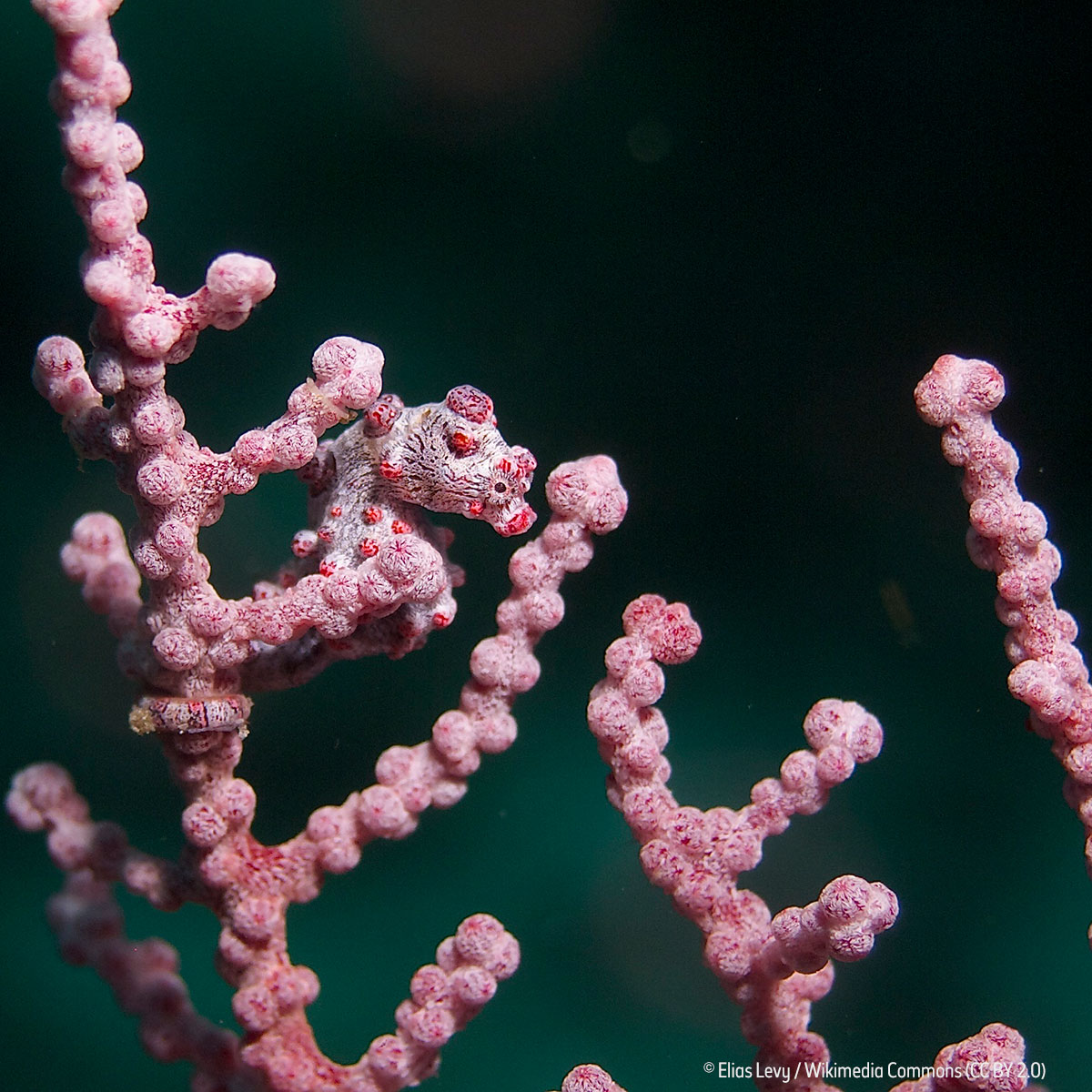 Can you spot the tiny #Seahorse in this image?

For this week's #FridayFact, did you know that the smallest seahorse species can be just 2cm when fully grown?

Pictured is Hippocampus bargibanti, the first pygmy seahorse known to science.