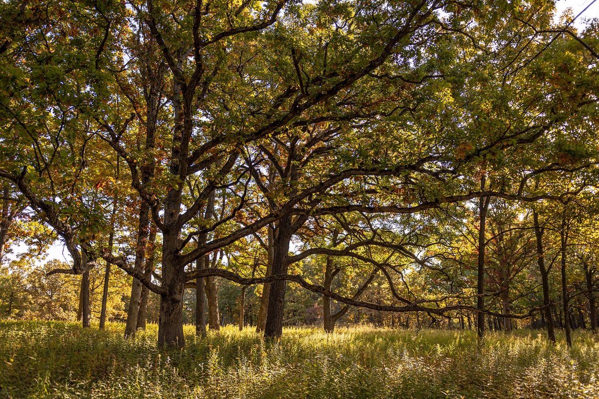 CartoonSushi's tweet photo. October in Old School Forest Preserve, Lake County, IL  #fall #hiking  https://t.co/e3GemDfJcb @lcfpd @visitlakecounty https://t.co/CzbQklykfx