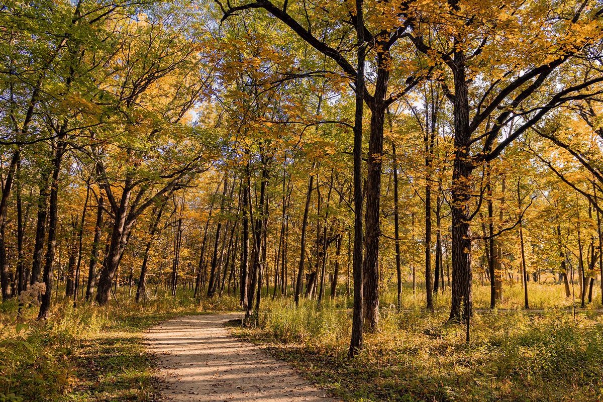 CartoonSushi's tweet photo. October in Old School Forest Preserve, Lake County, IL  #fall #hiking  https://t.co/e3GemDfJcb @lcfpd @visitlakecounty https://t.co/CzbQklykfx