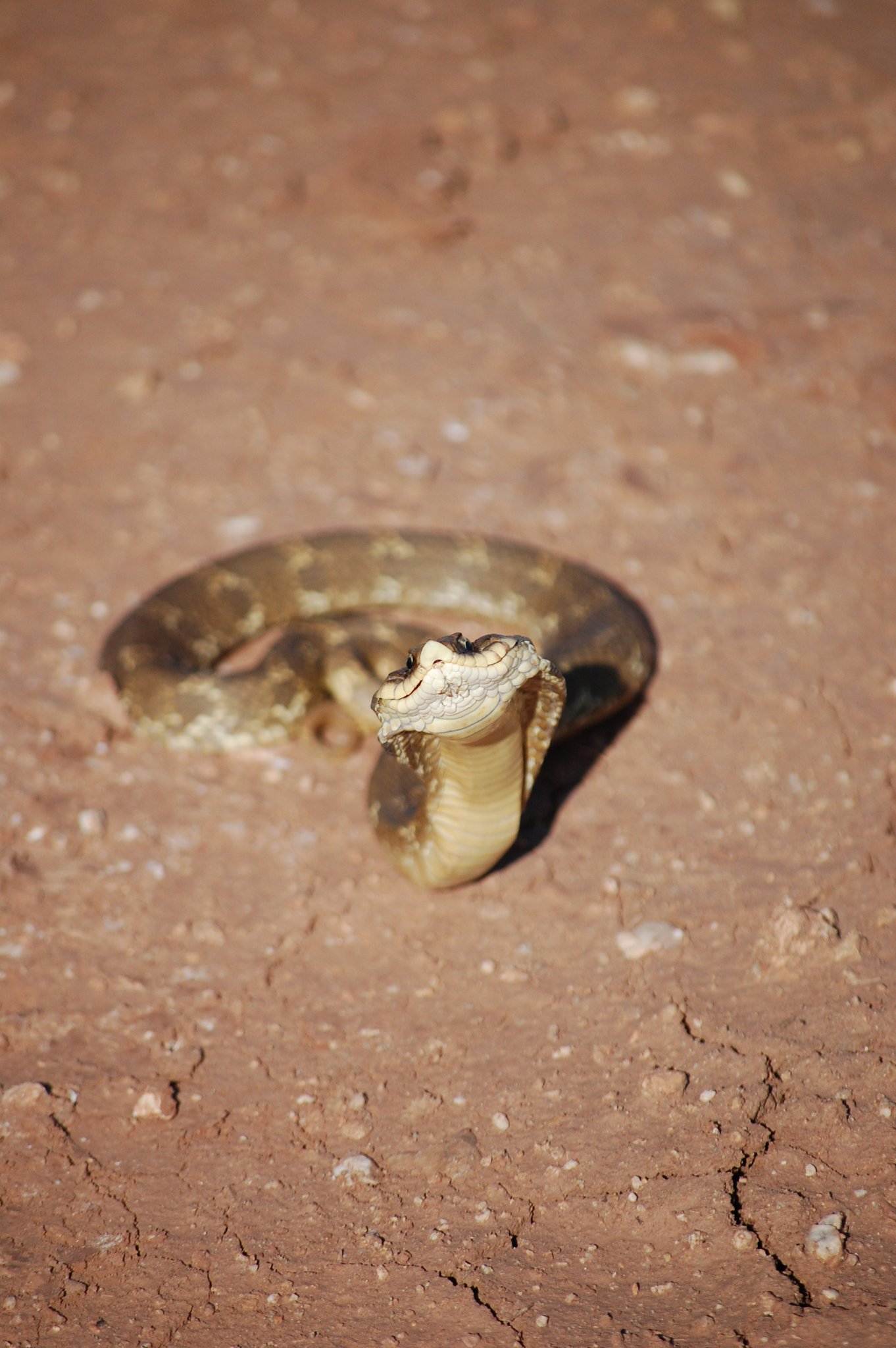 Oklahoma Department of Wildlife Conservation on Twitter "Another