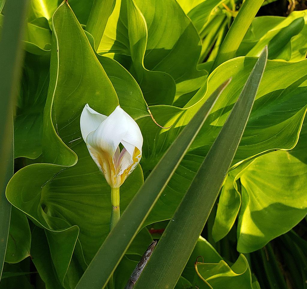 mymiscsocialmed's tweet image. Delicate flower
#delicateflower #whiteflowerphoto
#delicateworld