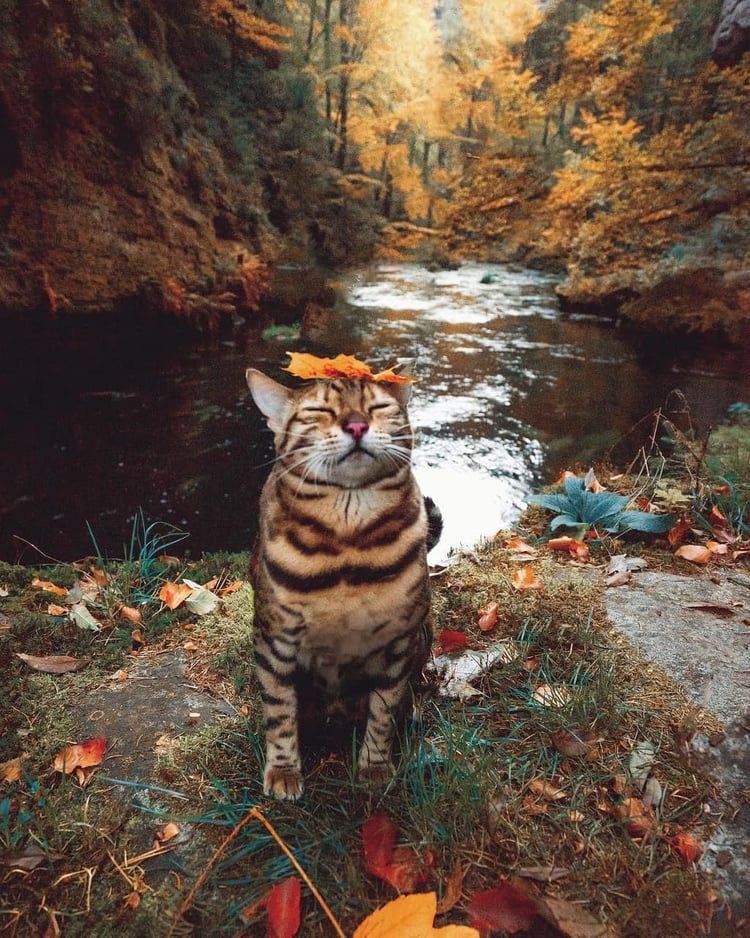 Last autumn cat for your feed this week🐱🍁🍂 Happy friday frens💜

#NFTArtist #NFTCommunity
