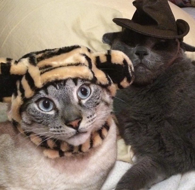 Finally Friday!! We hope everyone has the purrrrrrfect weekend ❤️🐱since it’s October here’s me and my bestie in our Halloween costumes #CatsOnTwitter