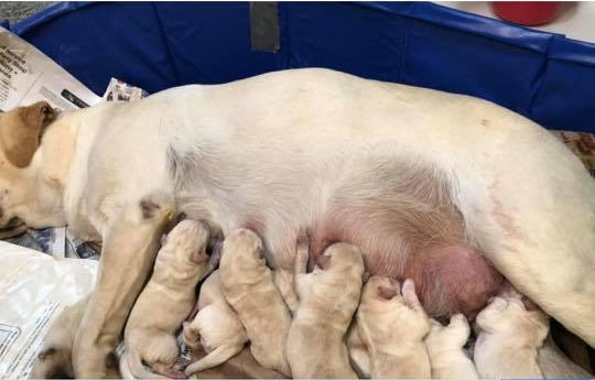 DoubleBeam's tweet image. This handsome man turns 3 today! Happy Birthday #Hunter! He's grown quite a lot in these 3 years, but he'll always be my baby. #Hunter is w/ my folks while I get settled in Miami, but soon we'll be together again, &amp;amp; off for more paleo adventures with the #PaleoLab!
#DinoLab