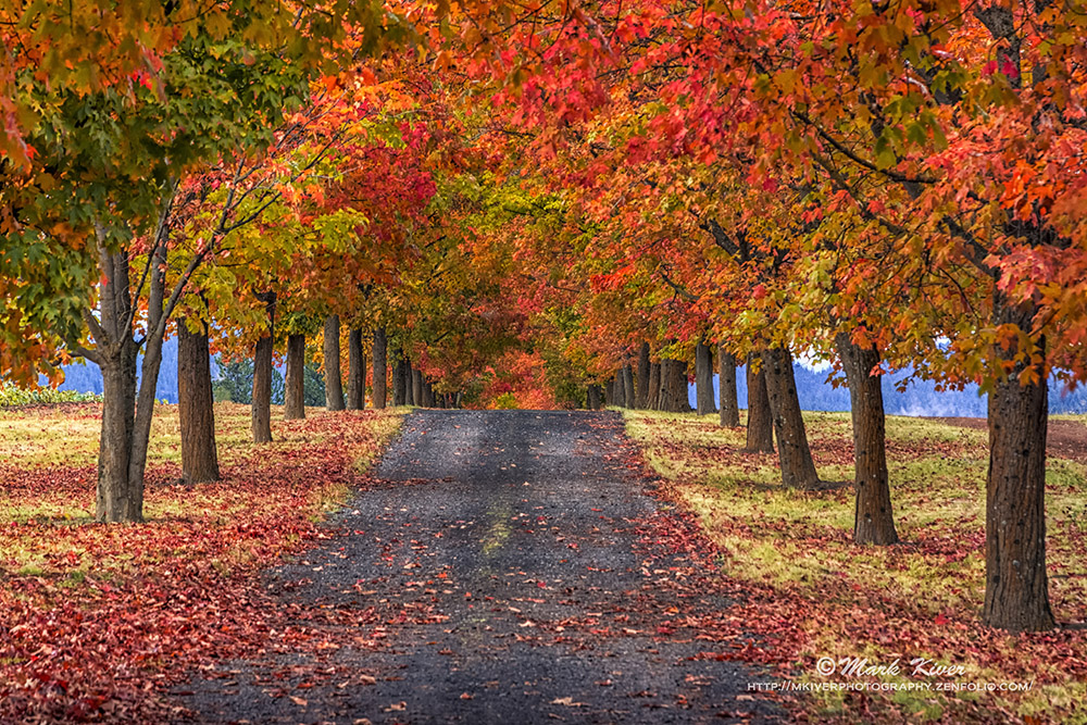 This drive welcomes you to Autumn 😊🍁. Find image here: bit.ly/3T0Fizi #FallForArt #fallfoliage #AutumnVibes #greenbluff #photographylovers #Wallart #Naturescolors #Fallcolors #buyintoart