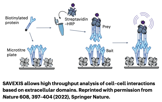 Research Highlight by <a href="/madhuramukho/">Madhura Mukhopadhyay</a>. A new study published in @nature from <a href="/JarrodShilts/">Jarrod Shilts</a>, Gavin Wright &amp; colleagues created an interactome map of all the known receptor-ligand interactions on the surface of  human leukocytes using a method called SAVEXIS.
nature.com/articles/s4159…