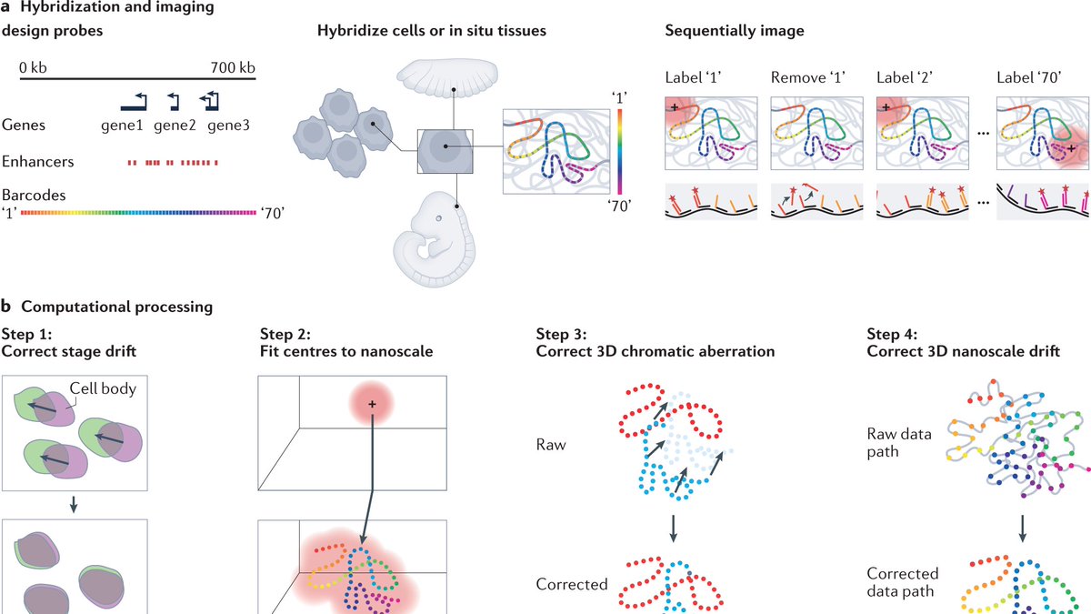 Overview of the chromosome-tracing procedure #Figure from our recent #Review 'The spatial organization of transcriptional control' go.nature.com/3Lo6Go4 by Antonina Hafner & Alistair Boettiger @Stanford