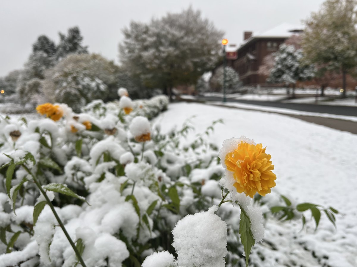 What does your #Minnesota look like today? We're in all 87 counties -- this is <a href="/UMNews/">University of Minnesota</a> in Ramsey County this morning. #mnwx
