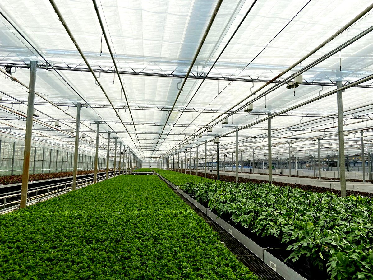 Alweco's tweet photo. Planten zo mooi dat ze op televisie mogen! Smit Kwekerijen B.V. in Sappemeer heeft jarenlange ervaring met het telen van de hoogste kwaliteit planten.

Lees het hele stuk :
https://t.co/K9vEx94J2m https://t.co/n2OE9EHZJL