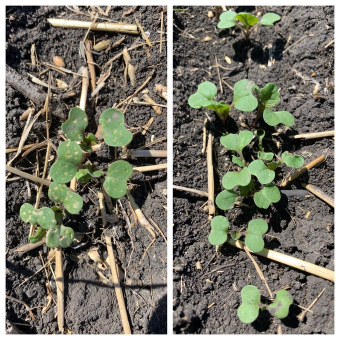 Bayer4CropsCA's tweet photo. If you're planning on growing #canola for #seed23, also plan to protect that start of season feelin' with #BUTEOstart. Check out this #BUTEOstartAdvantage ⤵️ want to learn more? Head to https://t.co/UzlnjtzXF8. https://t.co/FHk6uIyK7j
