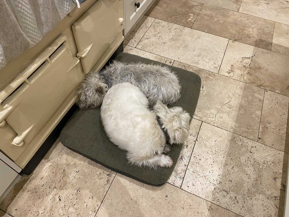 Since she had her gallbladder out and came back from the brink, Misty’s daughter Maisie hasn’t left her side. It’s so wonderful to see.