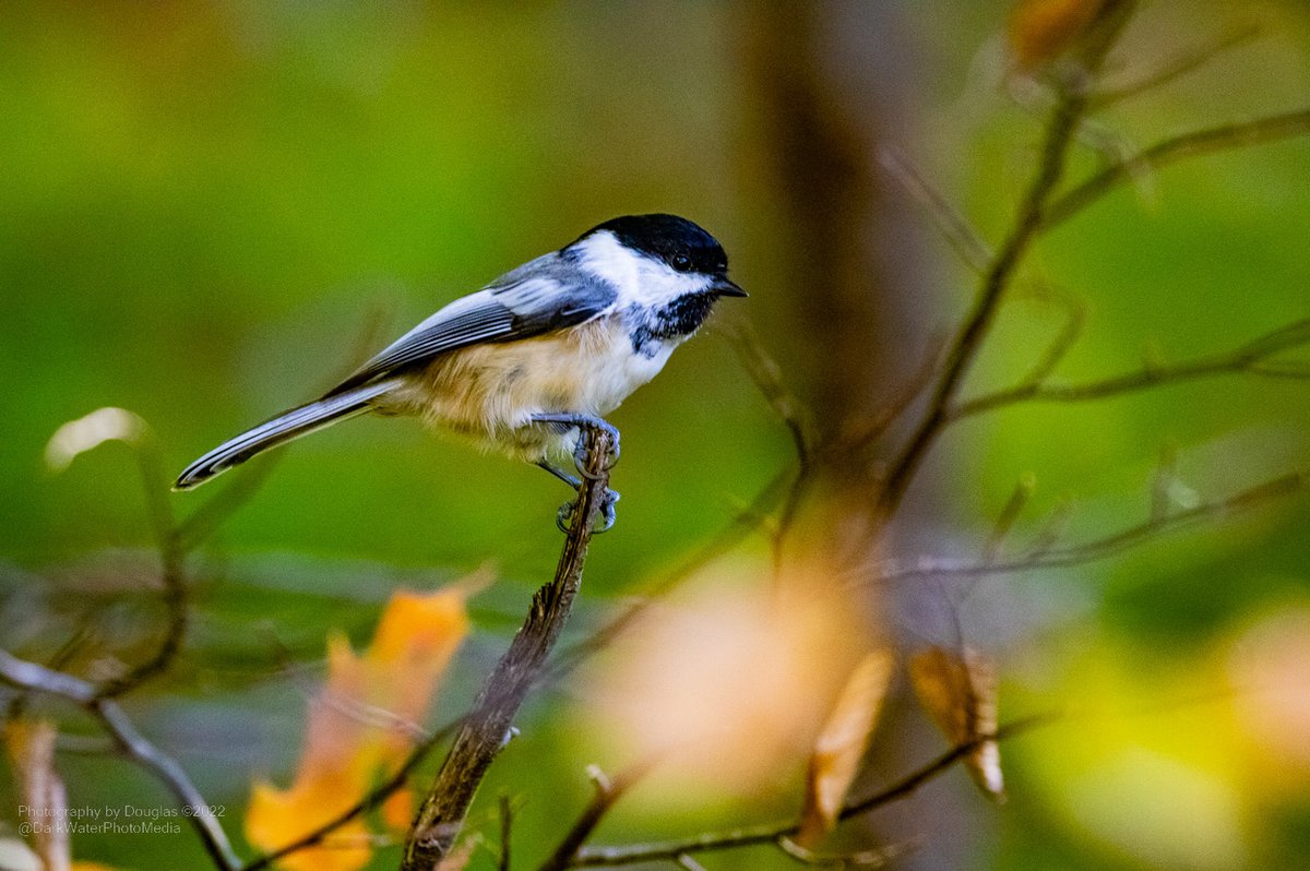 DarkWaterPhotos's tweet photo. Black capped chickadee dee dee dee, Credit River Valley, Culham trail, Riverwood Conservancy. Mississauga, Ontario.
#Wildlife #Insauga #Birds #TwitterNatureCommunity https://t.co/wsRZJElzV8