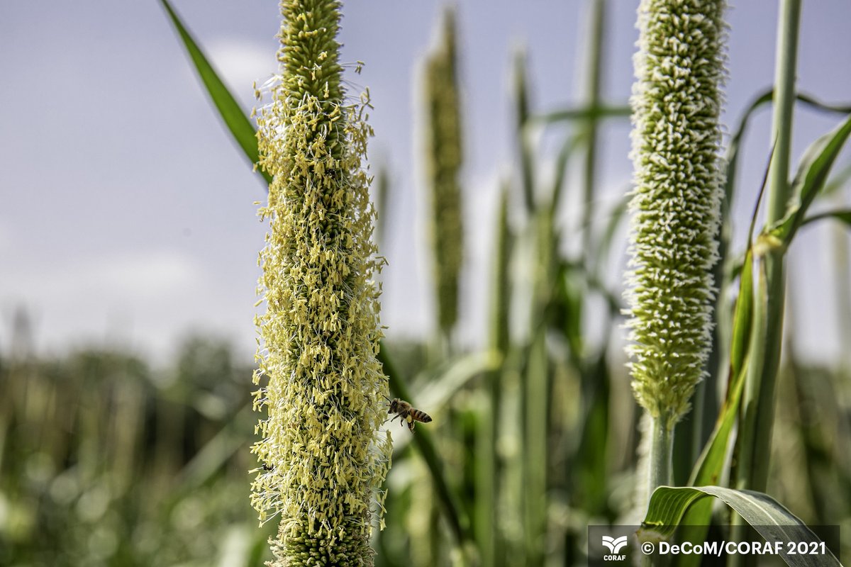CORAFNews's tweet photo. 🎯Une nouvelle variété hybride de mil démontre des potentiels remarquables🇸🇳. Le mil ICMH 177111 est une variété développée au Sénégal

👉🏾 https://t.co/cBMreHQ8j1

#Agriculture #Innovation #Developpement @isra_ceraas  @ISRA_Senegal @DrreaO @inran_Niger @agridigitale1 https://t.co/ftROSxqIP6