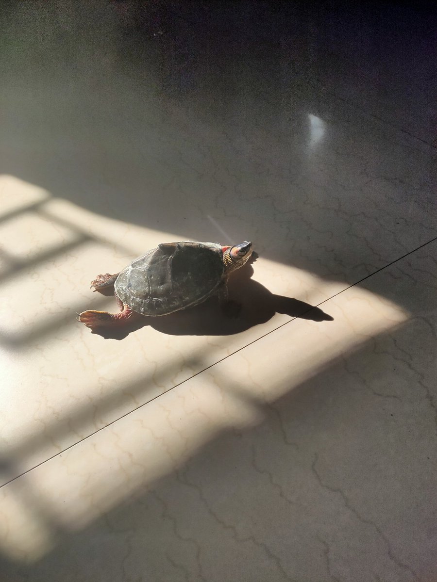 vedikaghodmare's tweet photo. Allie basking in the Sun 😎🌞
#turtles #turtle #petturtle #pets #animalsangels #animals https://t.co/KLRSqKIu1Y