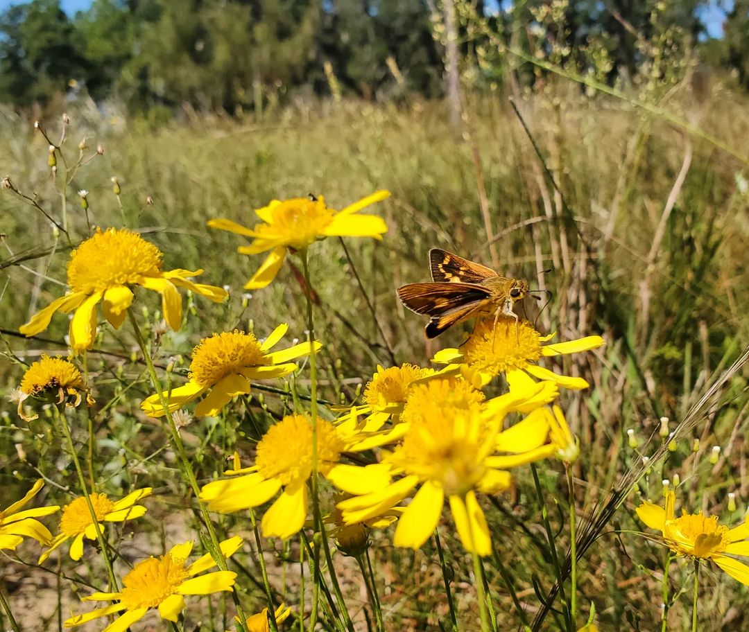 FLStateParksFdn's tweet photo. Feelinโ the fall during the most colorful time of the year!
IG: @goldheadbranchsp
At Mike Roess Gold Head Branch State Park
#FloridaStateParks #FloridaStateParksFoundation #ExploreFLParks #TheRealFlorida #UnlockFlorida #ExploreFlorida #Fall #Flowers https://t.co/yGKjJSKYSi
