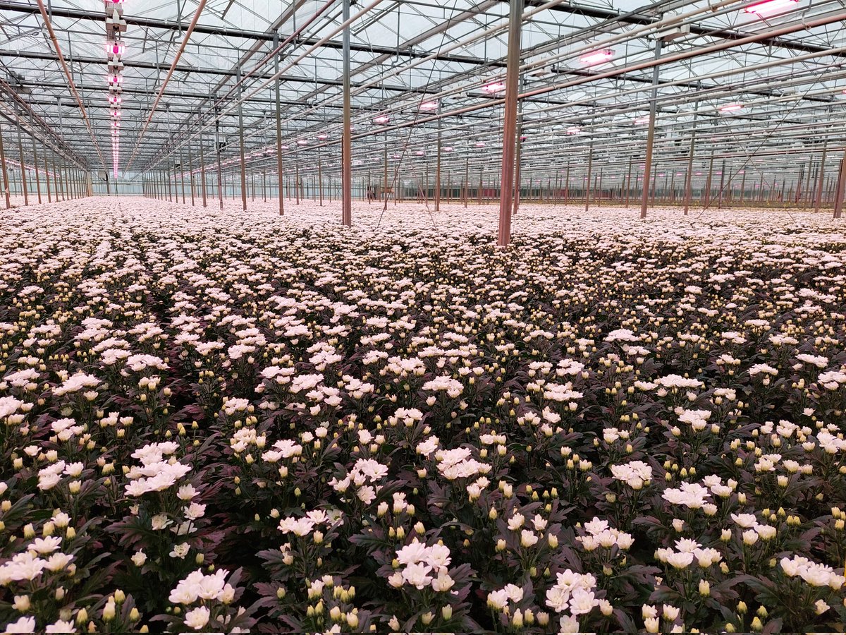 DelphyChrysant 🇺🇦 tweet media