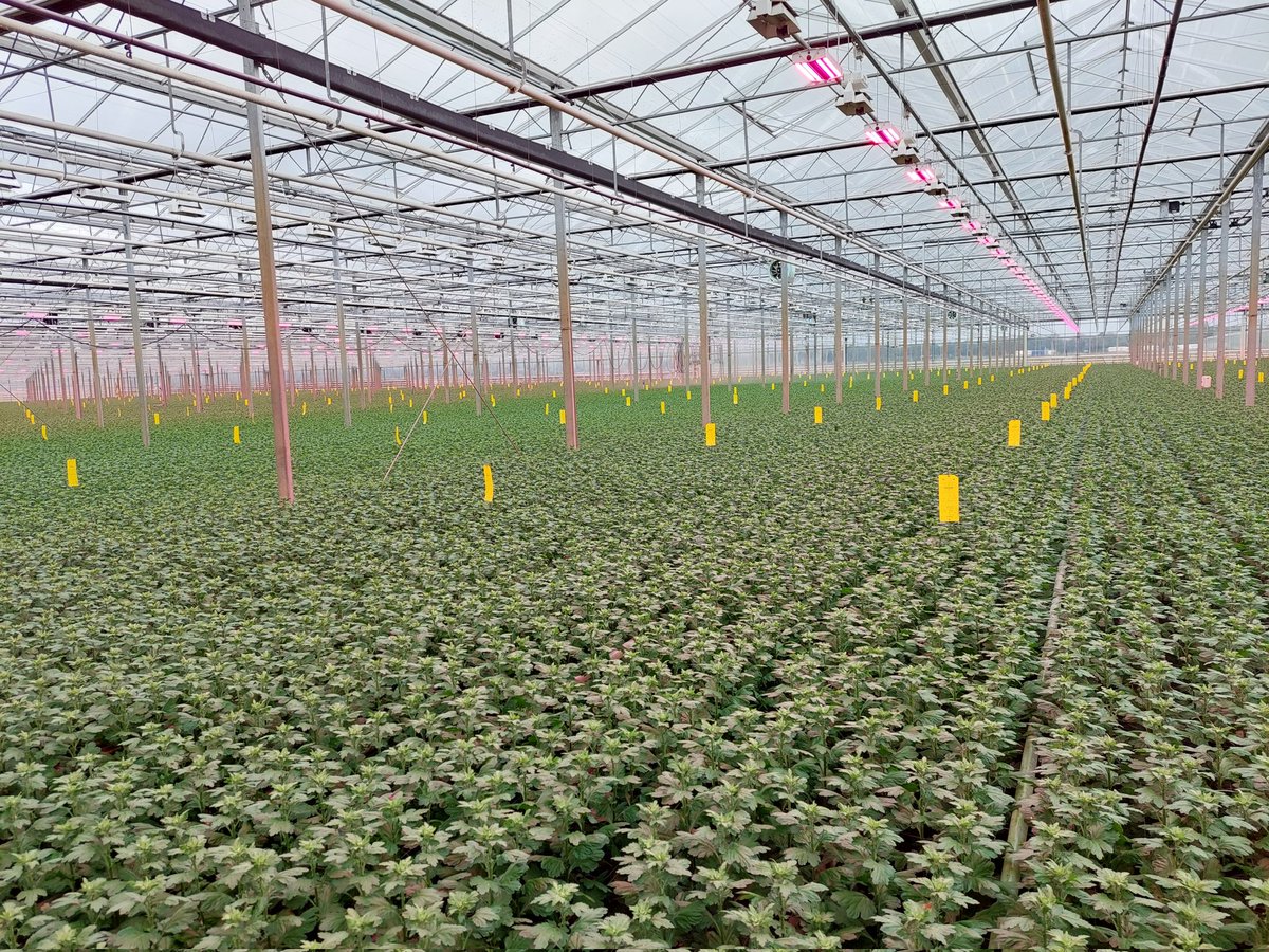 DelphyChrysant 🇺🇦 tweet media