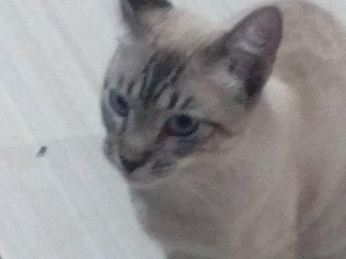 Yudidi_07's tweet photo. Meu gatito ❤ https://t.co/tROkd2nV9S
