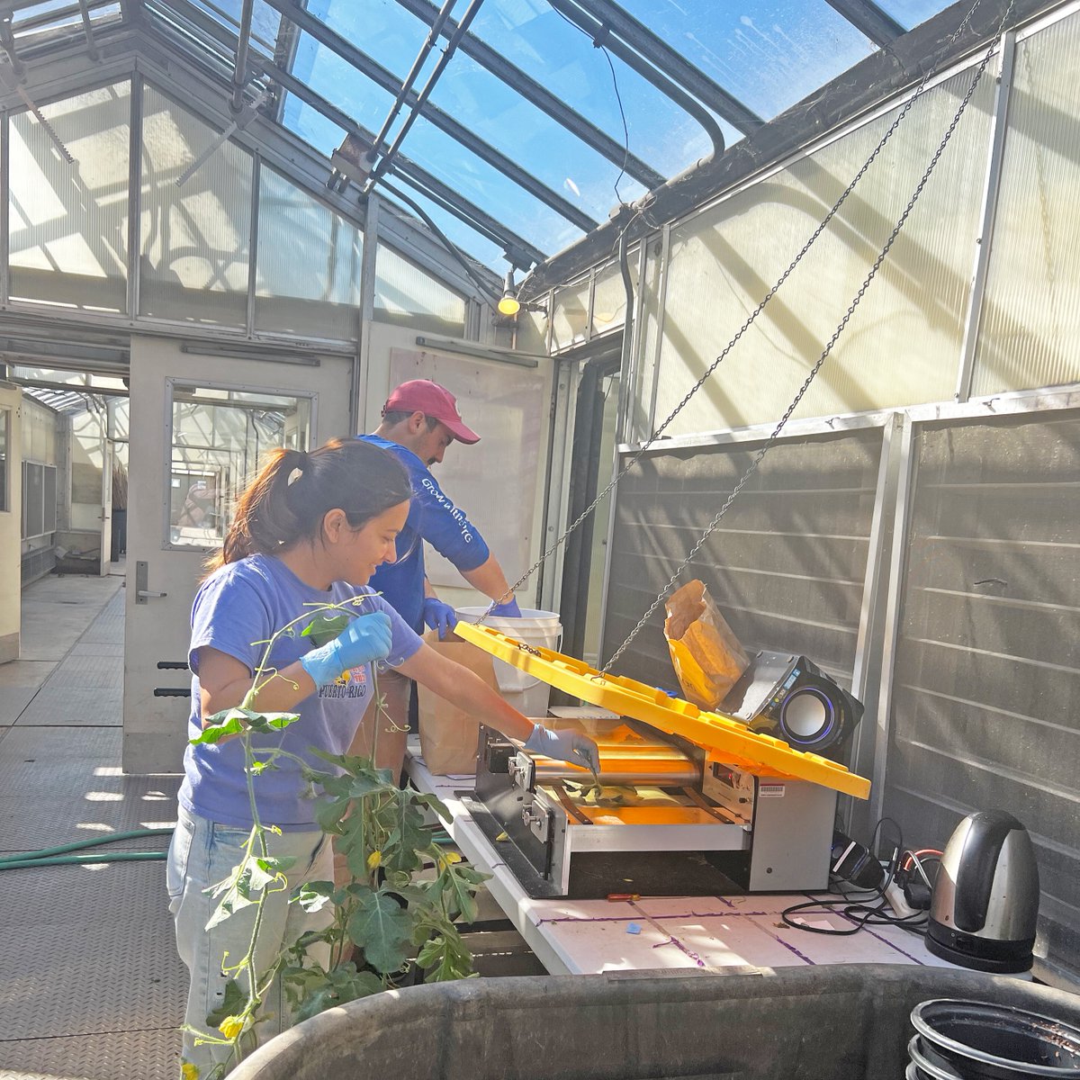 OSU_HortCropSci's tweet photo. Measuring differences in shoot & #root growth for #watermelons is better with friends - 📷'd here are a few members of the #KubotaLab working together to help out with a fellow grad students #ResearchProject! https://t.co/SnsUqO5P7J