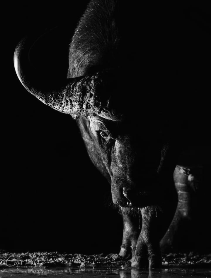 DustyRest's tweet photo. Pure size of a Buffalo and its protective horns are a major adaptation against predators. 
info@dustyrestsafariss.co.ke 
https://t.co/bkNIl0Vfqe 
https://t.co/LDwAW49kEb 
https://t.co/9E0Cnb6goS
#conservationinaction #wildlife #wilderness #explorenature #naturelovers #wildlife https://t.co/djvUvPA2ZH