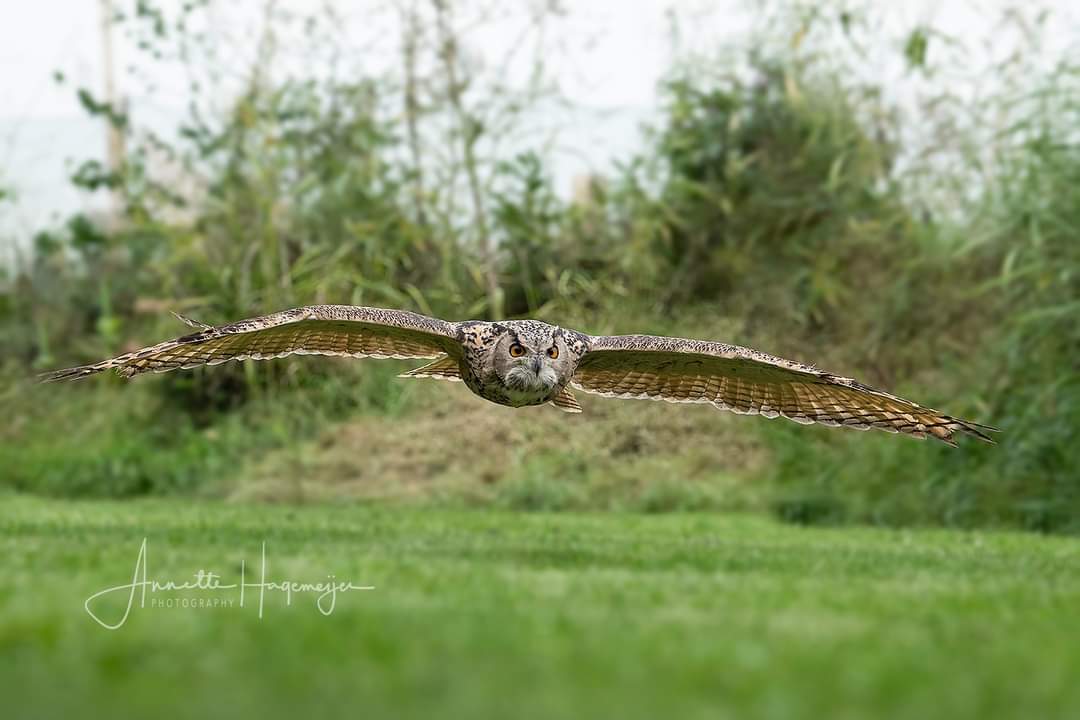 Vandaag <a href="/Eduard_LID/">Eduard</a> en <a href="/WildeWilfred/">@wilfred-LID</a> op bezoek gehad voor controle van ons schitterende valkerij bedrijf! Fijn om te horen dat ook deze mannen ons bedrijf waarderen, en super goed dat er dit soort controle is, want er zijn helaas ook nog (te)veel misstanden.