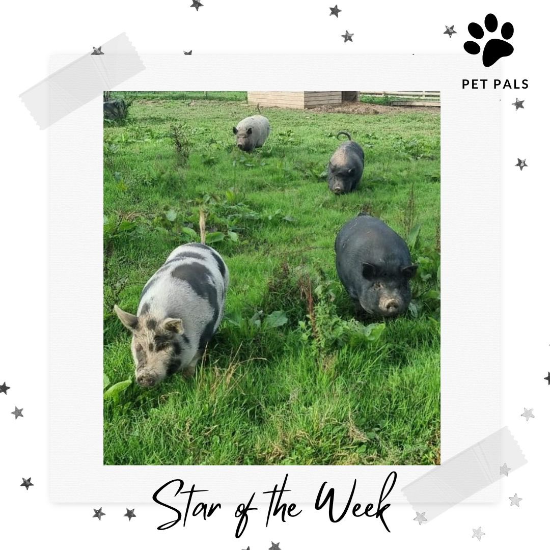 TorlandsA's tweet photo. SAY HELLO | to our Pet Stars of the Week ⭐️ We’ve loved meeting all the new students who have joined #PetPals this week and finding out all about their pets! 🧡 #animals #powerofpets #comfort #support #community #onlineclubs https://t.co/8yjdroLDsF