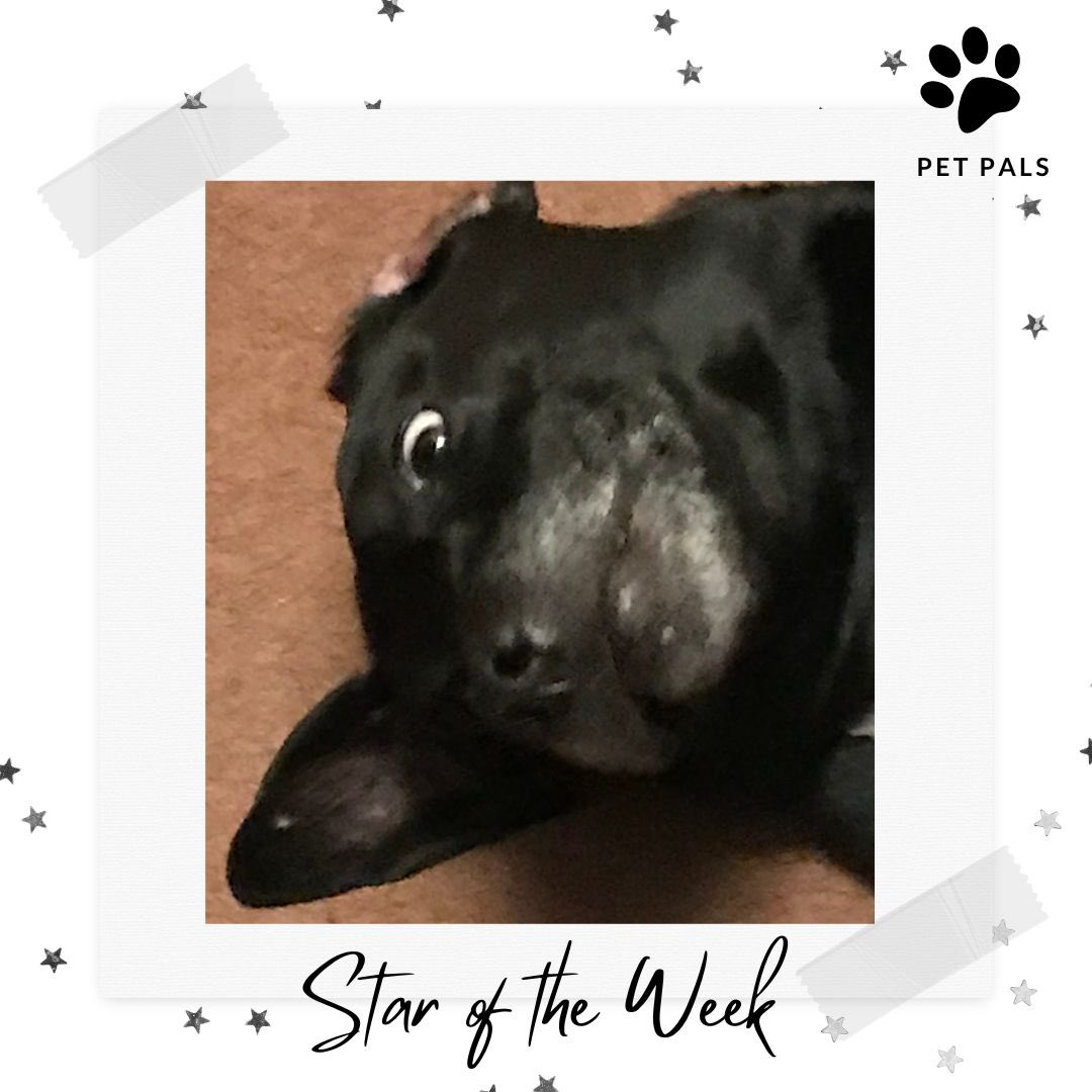 TorlandsA's tweet photo. SAY HELLO | to our Pet Stars of the Week ⭐️ We’ve loved meeting all the new students who have joined #PetPals this week and finding out all about their pets! 🧡 #animals #powerofpets #comfort #support #community #onlineclubs https://t.co/8yjdroLDsF