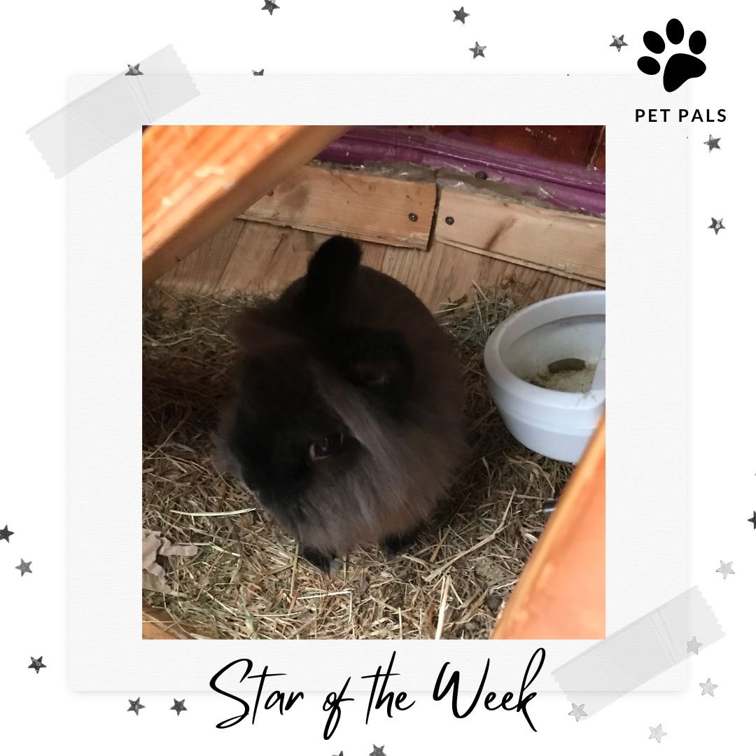 TorlandsA's tweet photo. SAY HELLO | to our Pet Stars of the Week ⭐️ We’ve loved meeting all the new students who have joined #PetPals this week and finding out all about their pets! 🧡 #animals #powerofpets #comfort #support #community #onlineclubs https://t.co/8yjdroLDsF