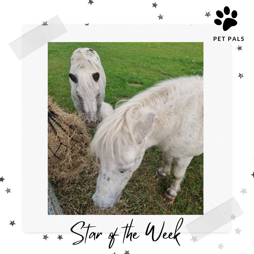 TorlandsA's tweet photo. SAY HELLO | to our Pet Stars of the Week ⭐️ We’ve loved meeting all the new students who have joined #PetPals this week and finding out all about their pets! 🧡 #animals #powerofpets #comfort #support #community #onlineclubs https://t.co/8yjdroLDsF