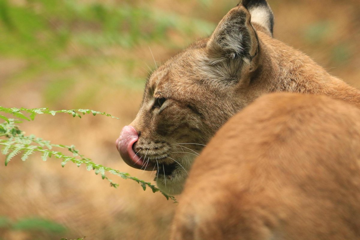 One of my favorite photos of this summer: a Eurasian #lynx (𝘓𝘺𝘯𝘹 𝘭𝘺𝘯𝘹) 
#wildlifephotography #NaturePhotograhpy