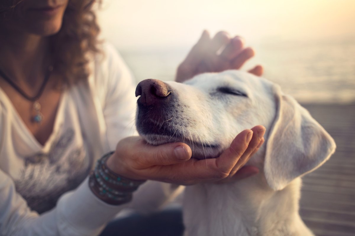 Don't let spooky season stress you out... unless you have a dog! 🐶 🎃 

Dogs can detect our stress with 93.75 accuracy through acute responses to our breath and sweat odours. Read more in <a href="/ScienceDaily/">ScienceDaily</a>: sciencedaily.com/releases/2022/…